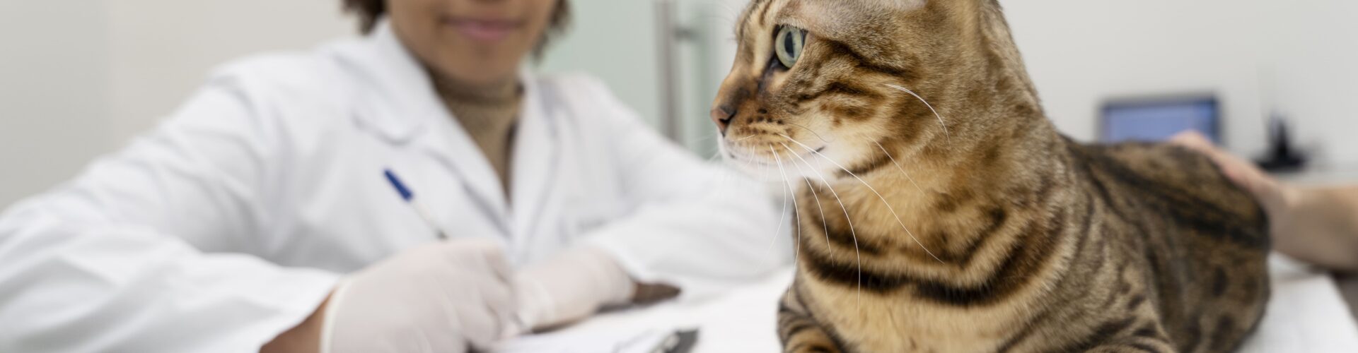 Primeira gabapentina de uso veterinário é lançada pela Avert Saúde Animal