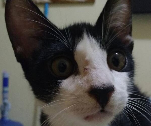 Diabetes em cães e gatos exige atenção, rotina e alimentação adequada